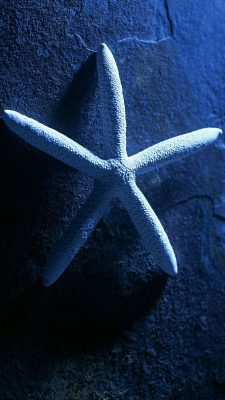 iPhone Nature Wallpaper Starfish