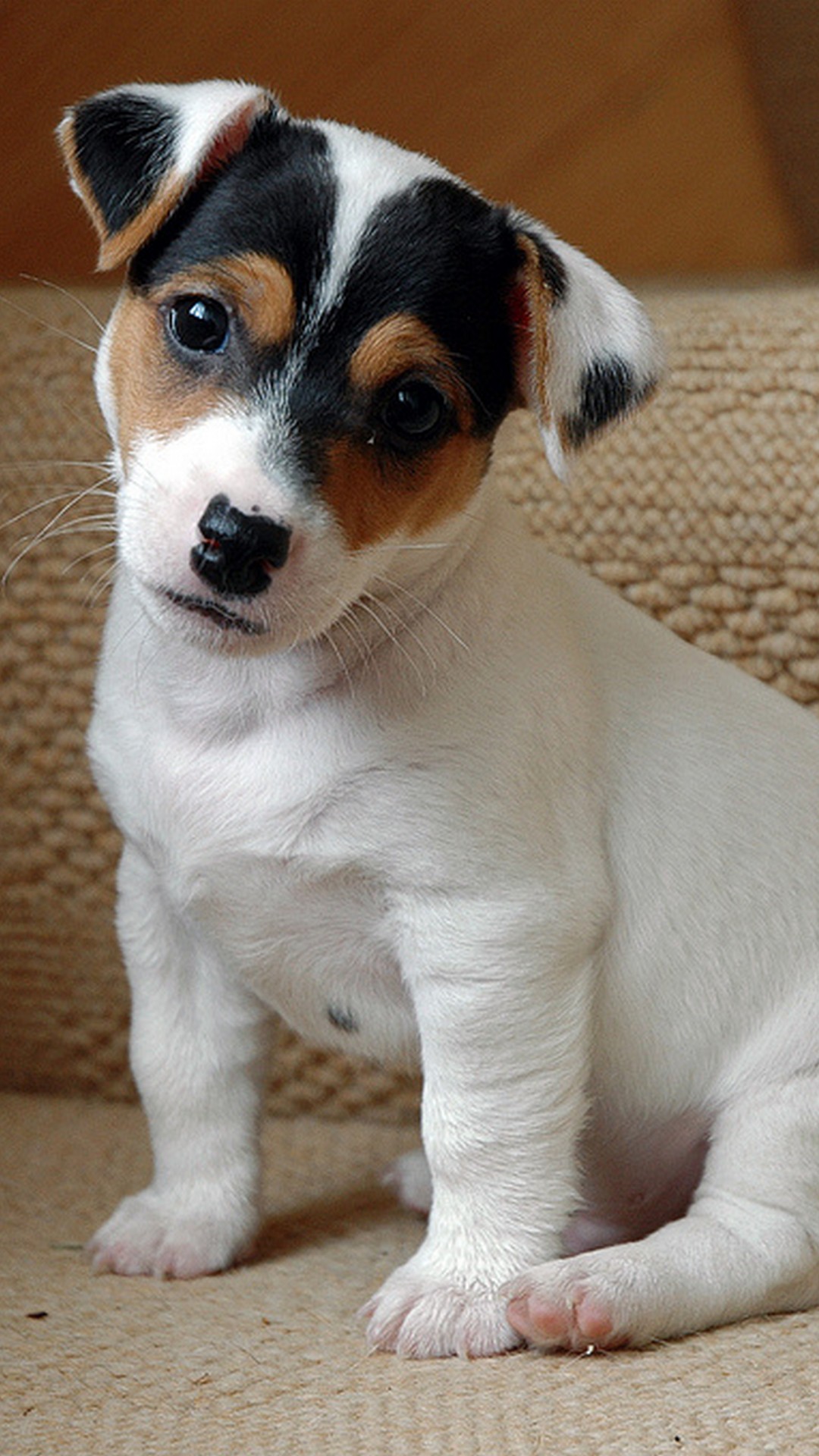 Cute Puppies Wallpaper For iPhone with HD Resolution 1080X1920