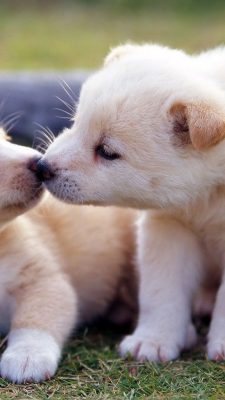 Cute Puppies Wallpaper iPhone with HD Resolution 1080X1920