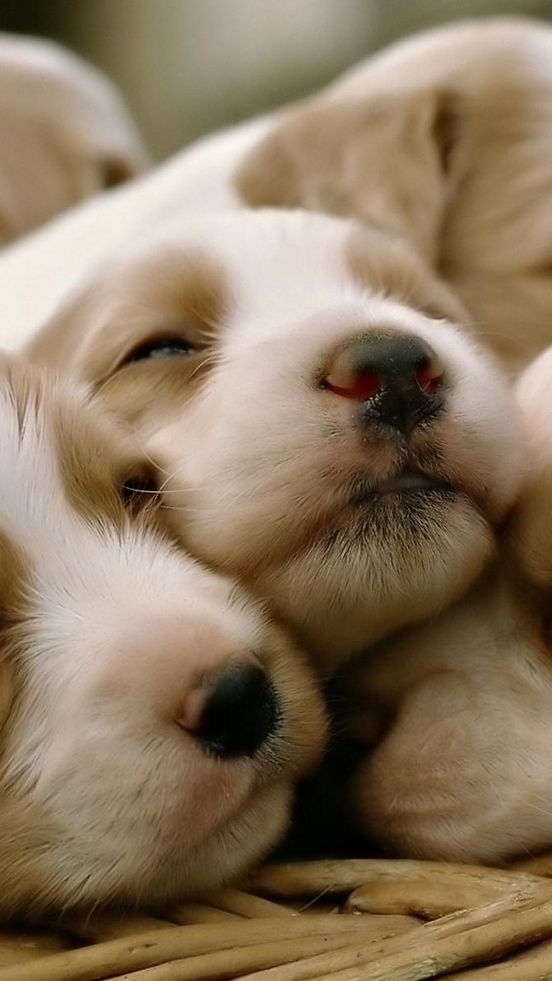 Pics Of Puppies Wallpaper For iPhone with HD Resolution 1080X1920