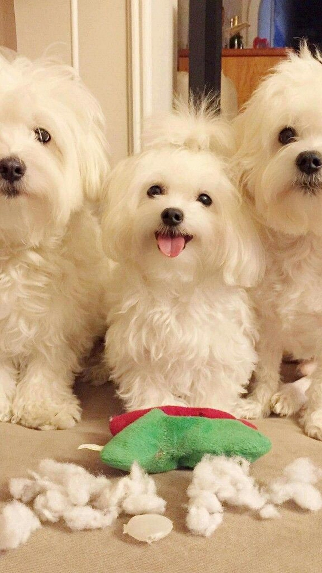 Puppies Wallpaper iPhone resolution 1080x1920
