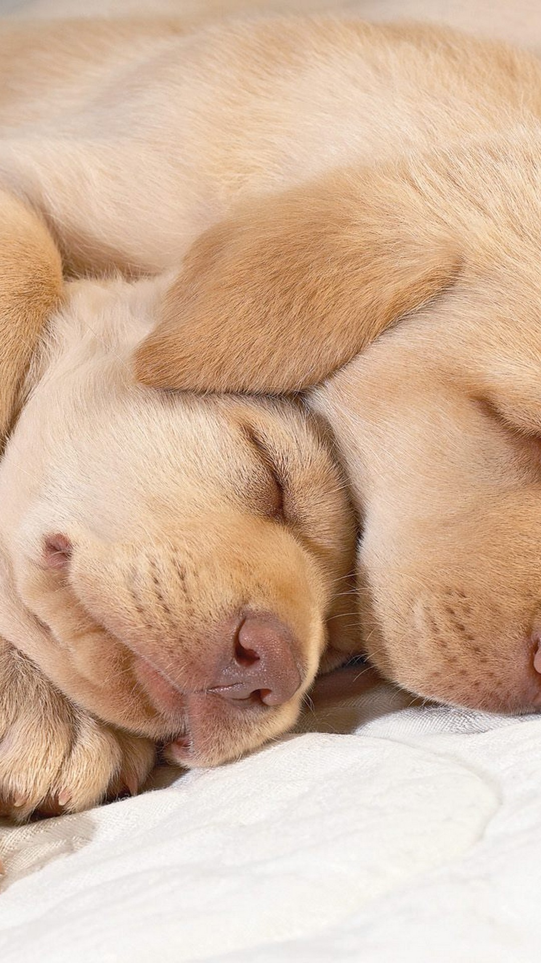 Puppies iPhone Wallpaper with HD Resolution 1080X1920