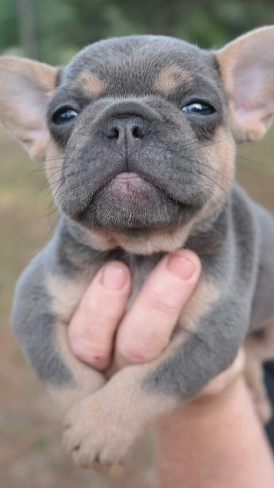 Puppy Wallpaper For iPhone with HD Resolution 1080X1920
