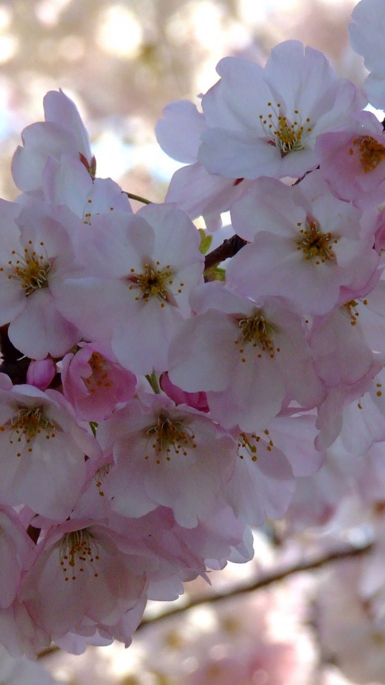 Spring Flowers Wallpaper For iPhone 2021 3D iPhone Wallpaper