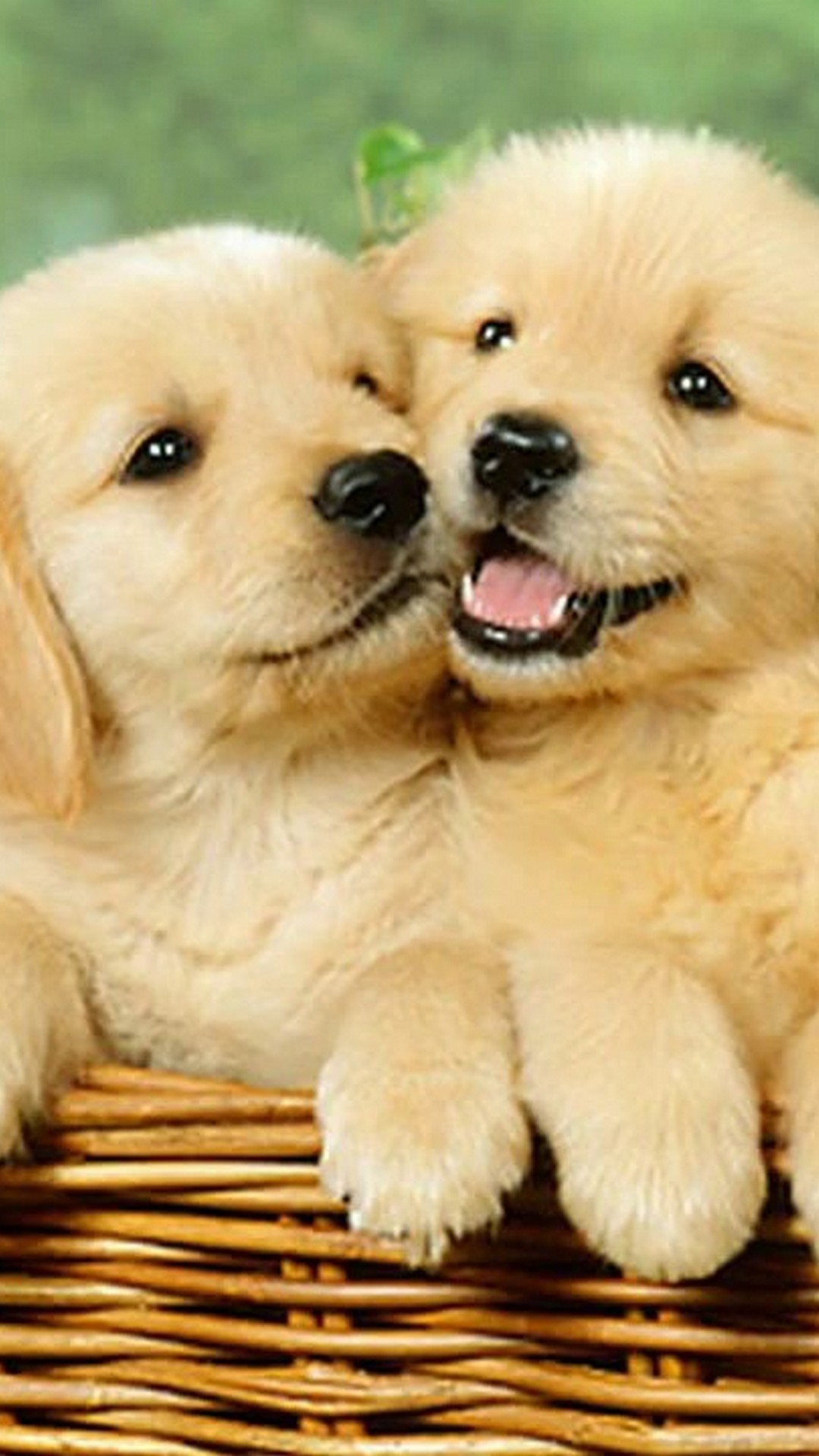 Wallpaper Cute Puppies iPhone with HD Resolution 1080X1920