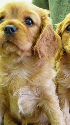 Wallpaper Puppies iPhone with HD Resolution 1080X1920