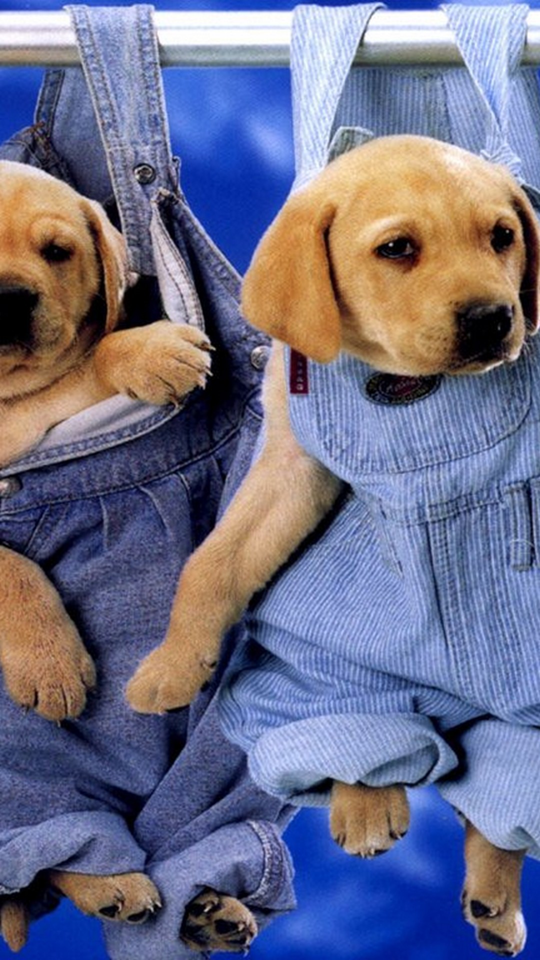  Wallpaper  iPhone Cute  Puppies  2021 3D iPhone Wallpaper 