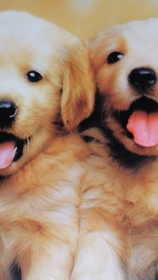 Wallpaper iPhone Puppies with HD Resolution 1080X1920