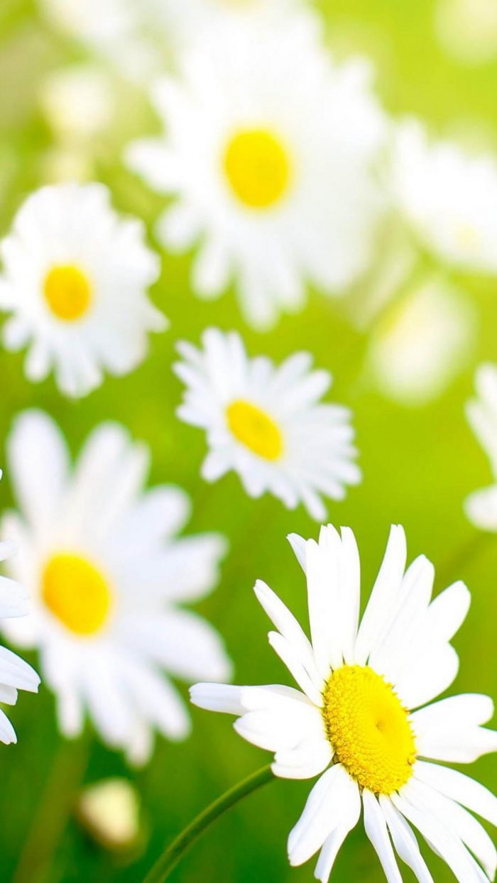 Wallpapers Spring Flowers | 2021 3D iPhone Wallpaper