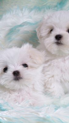 iPhone 7 Wallpaper Cute Puppies Pictures with HD Resolution 1080X1920