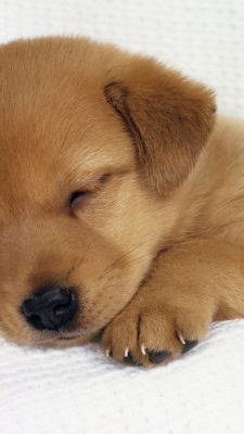 iPhone 8 Wallpaper Cute Puppies with HD Resolution 1080X1920