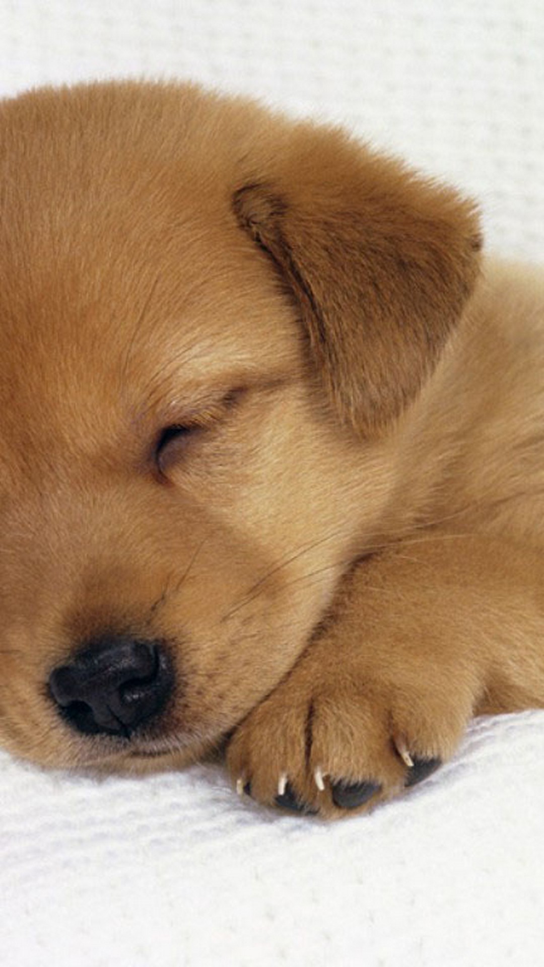 iPhone 8 Wallpaper Cute Puppies resolution 1080x1920