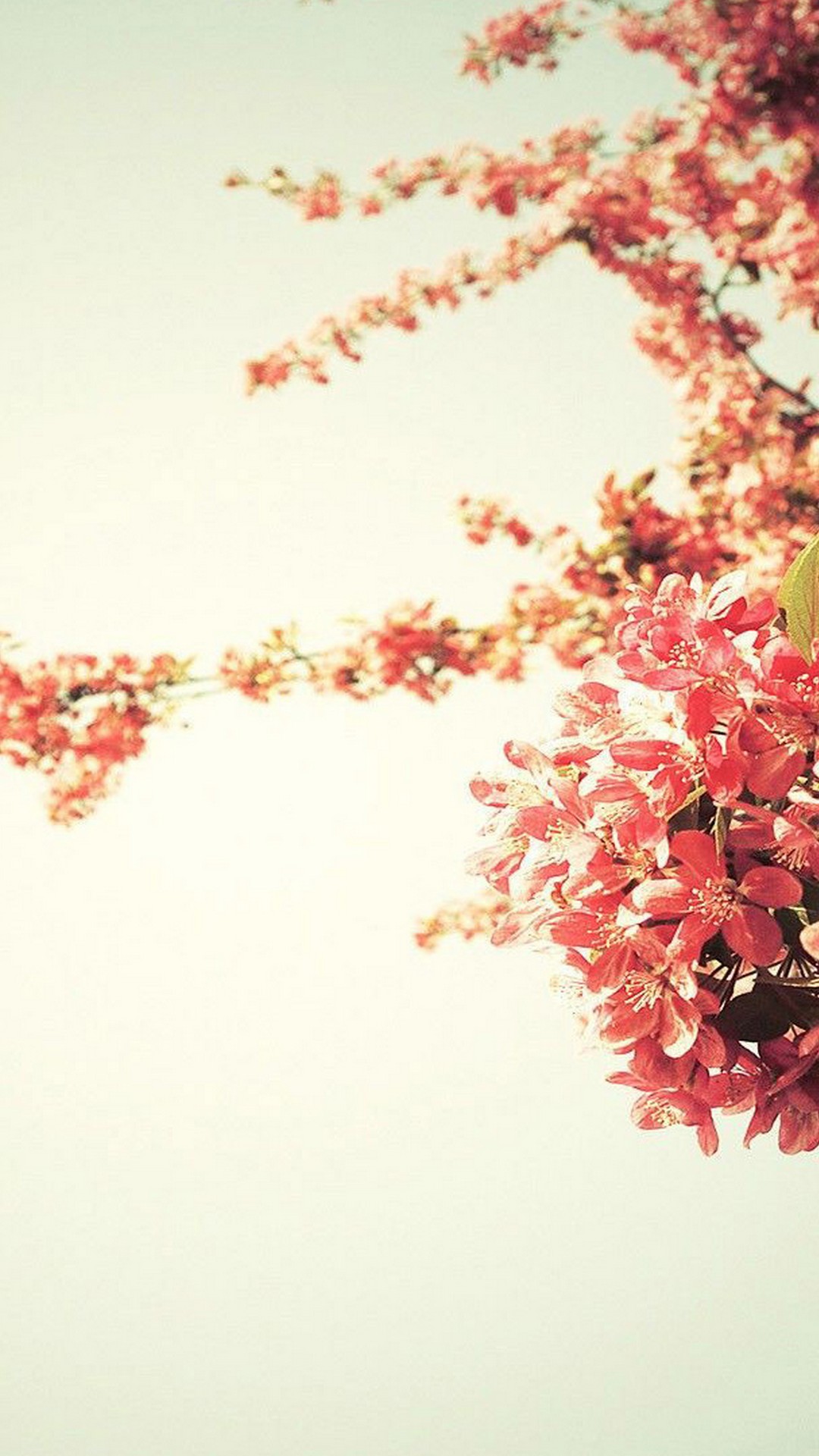 iPhone Wallpaper Beautiful Spring resolution 1080x1920