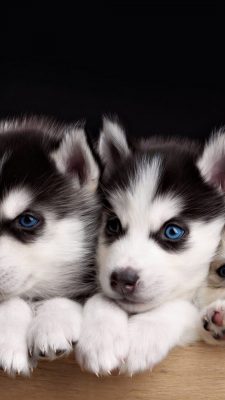 iPhone Wallpaper Cute Puppies with HD Resolution 1080X1920