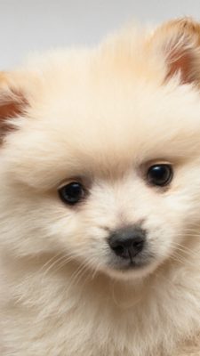 iPhone Wallpaper Cute Puppies Pictures with HD Resolution 1080X1920