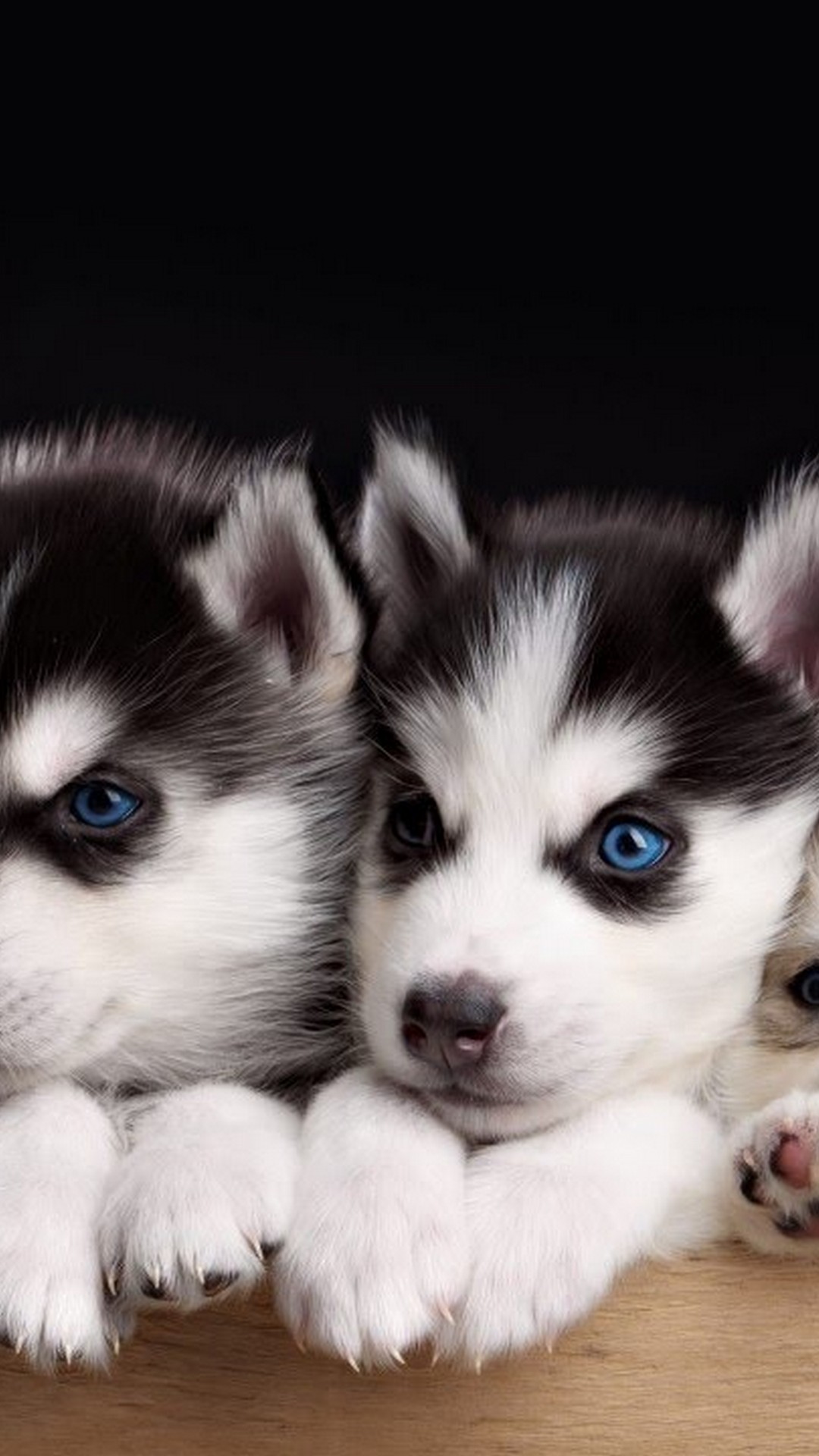 iPhone Wallpaper Cute Puppies resolution 1080x1920