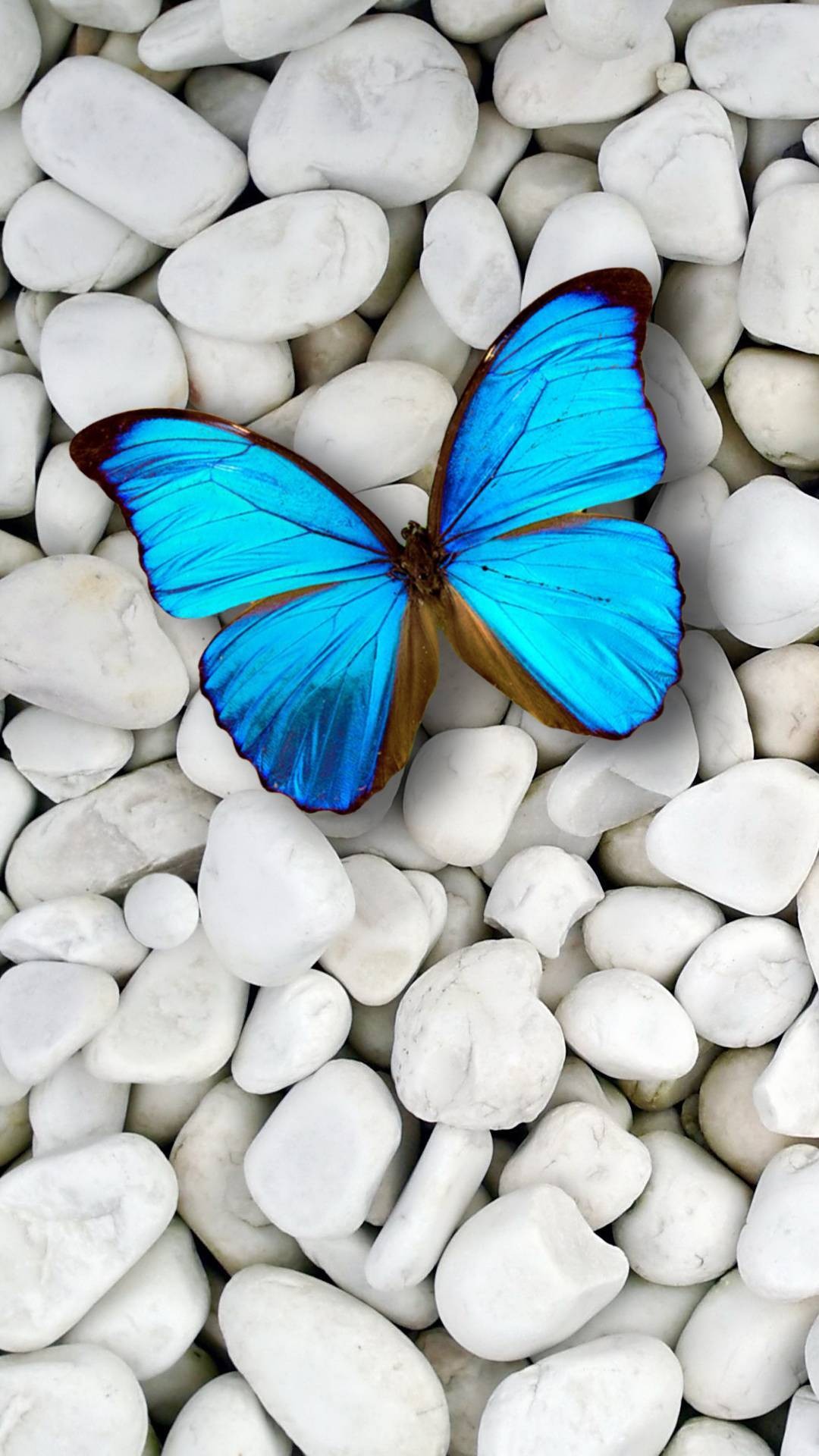 Blue Butterfly Wallpaper For iPhone with HD Resolution 1080X1920