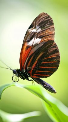Butterfly Pictures Wallpaper For iPhone with HD Resolution 1080X1920