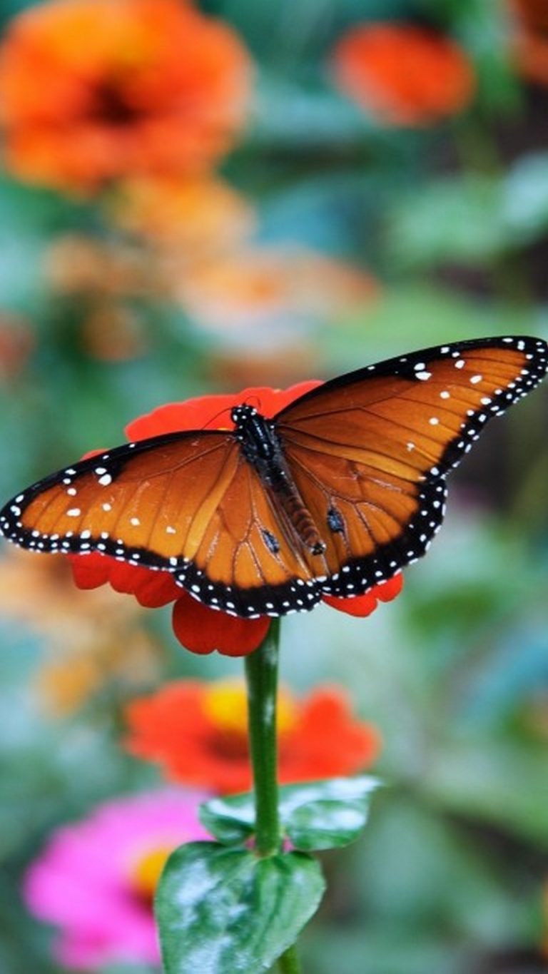 Butterfly Pictures Wallpaper iPhone | 3D iPhone Wallpaper 2022
