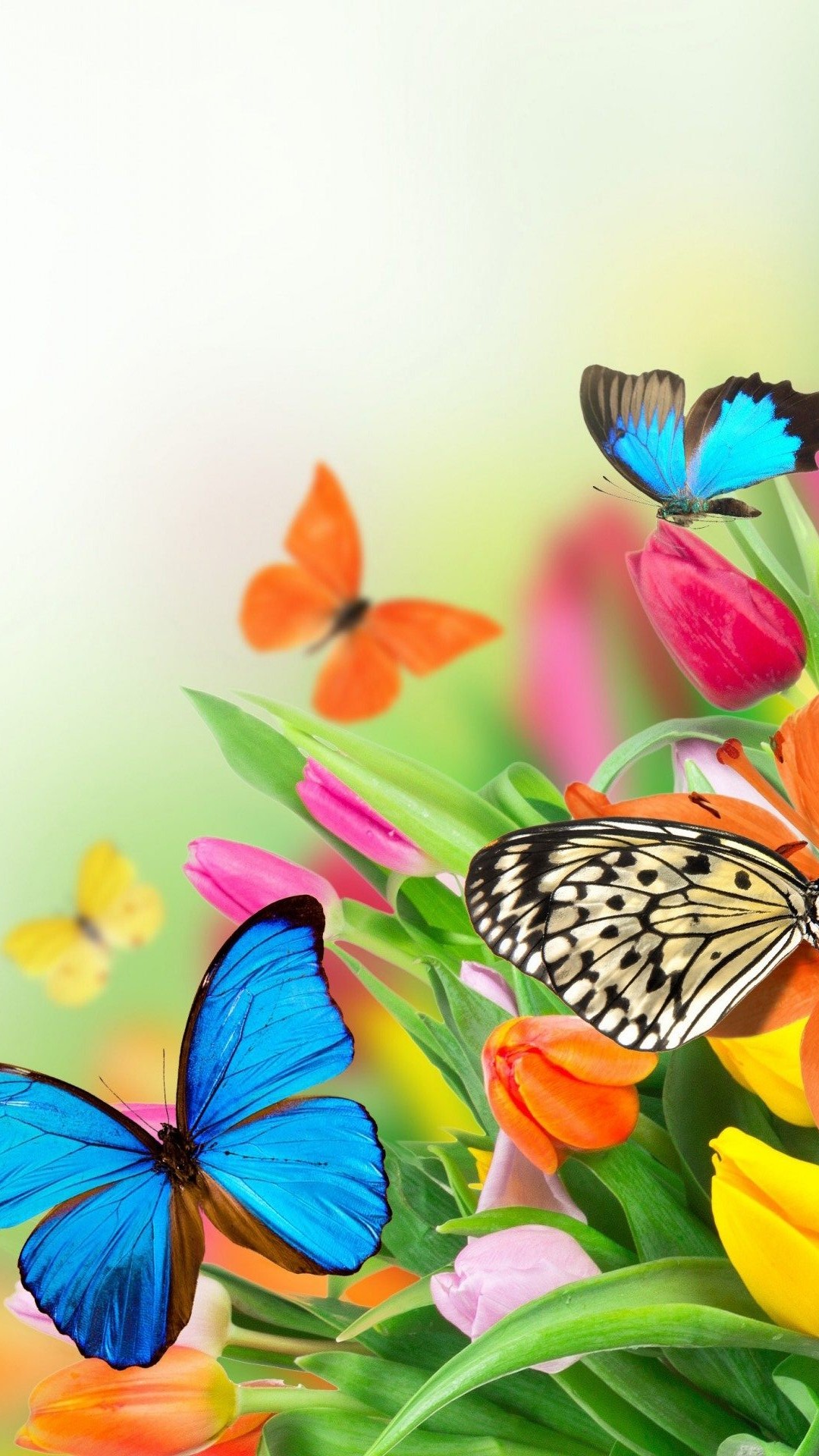 Wallpaper Butterfly iPhone resolution 1080x1920