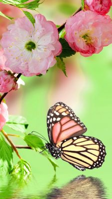 Wallpaper iPhone Pink Butterfly with HD Resolution 1080X1920