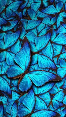 iPhone 8 Wallpaper Blue Butterfly with HD Resolution 1080X1920