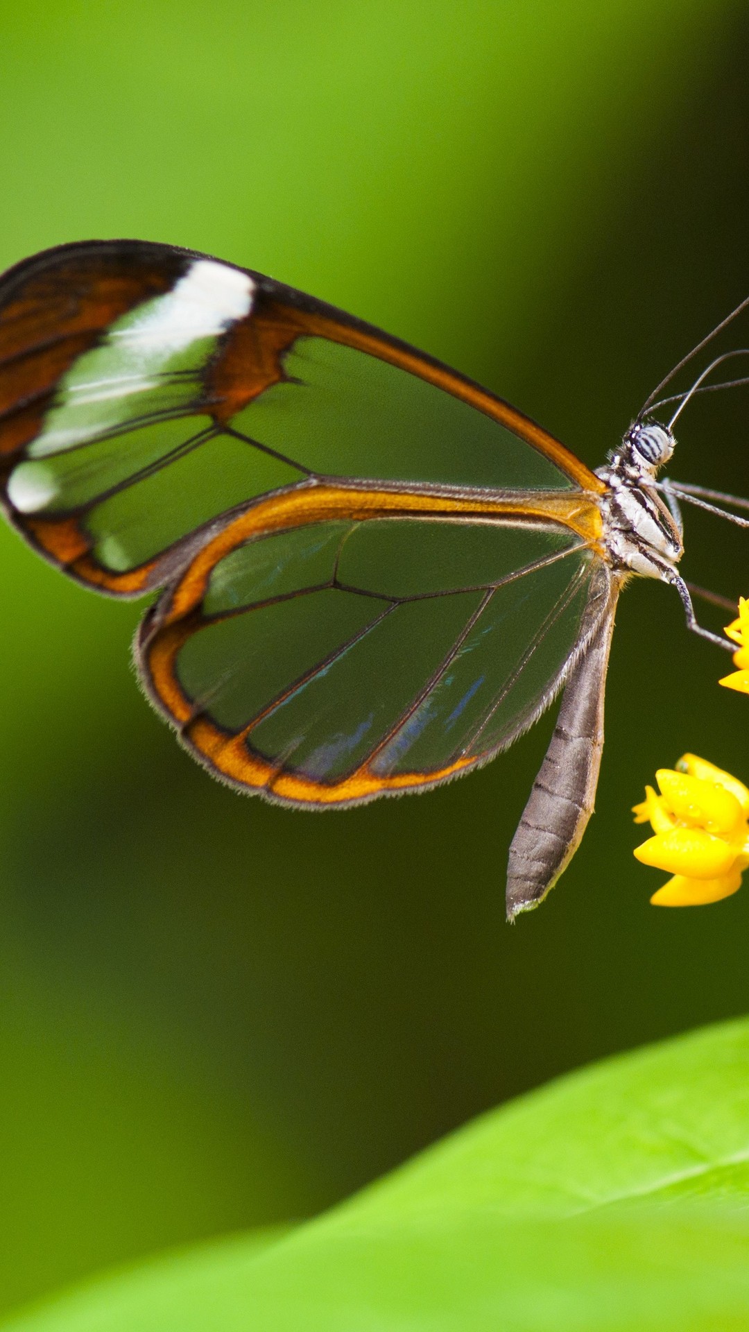 iPhone 8 Wallpaper Butterfly resolution 1080x1920