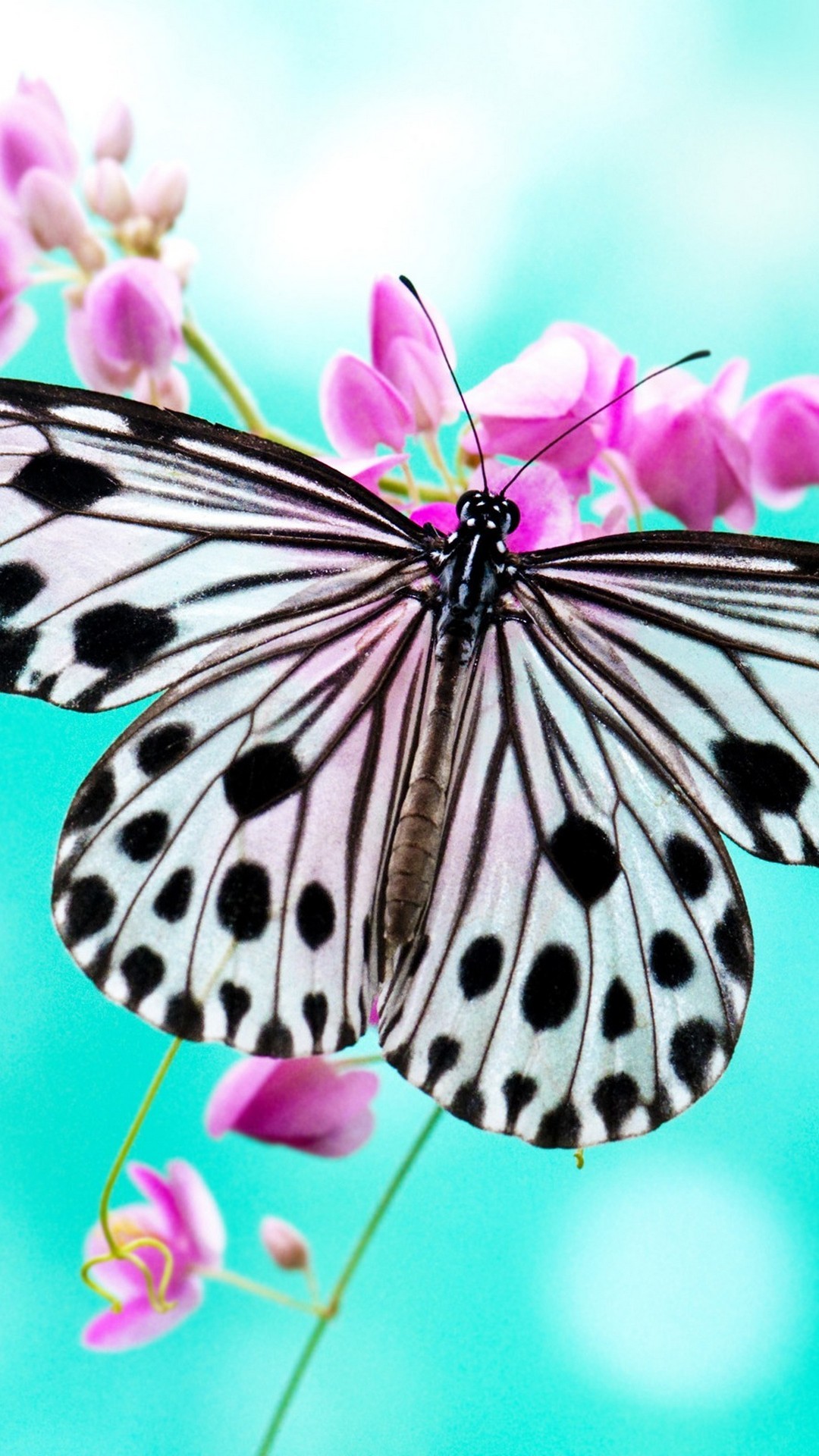 iPhone Wallpaper Butterfly Pictures with HD Resolution 1080X1920