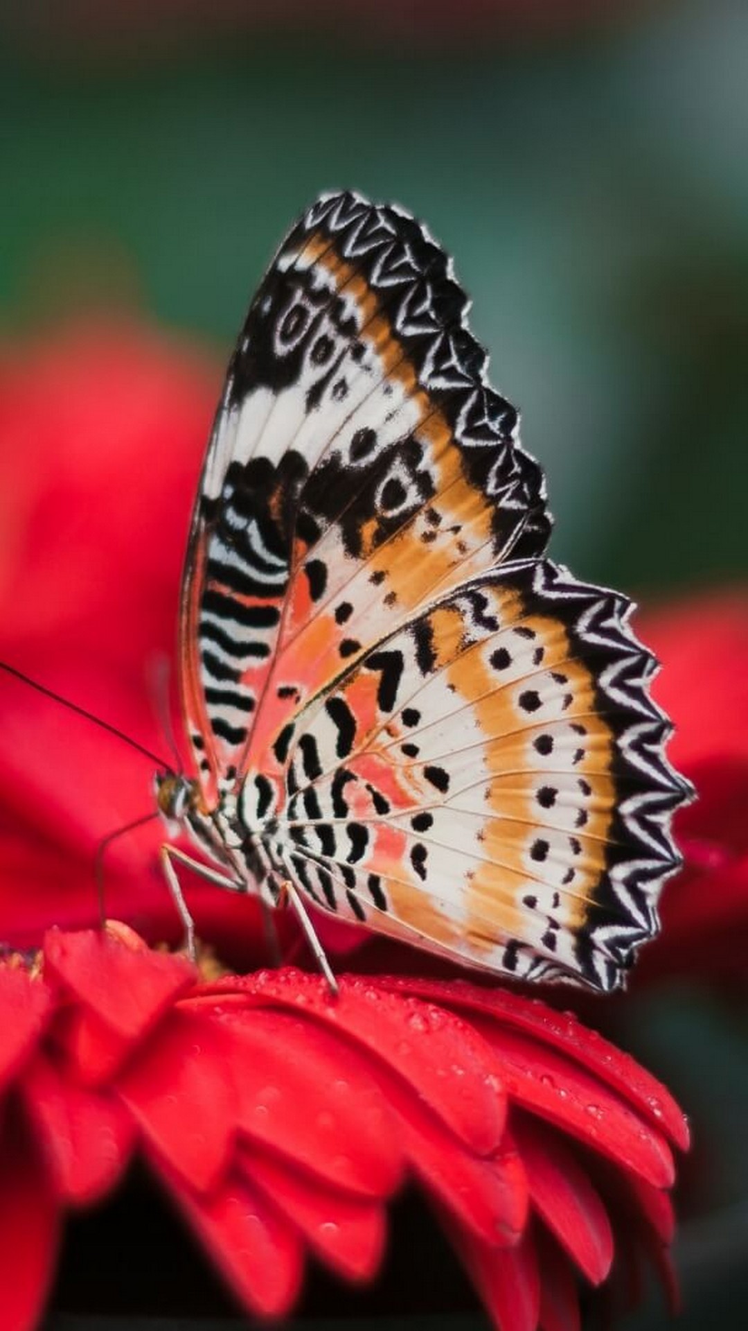 iPhone Wallpaper Cute Butterfly resolution 1080x1920