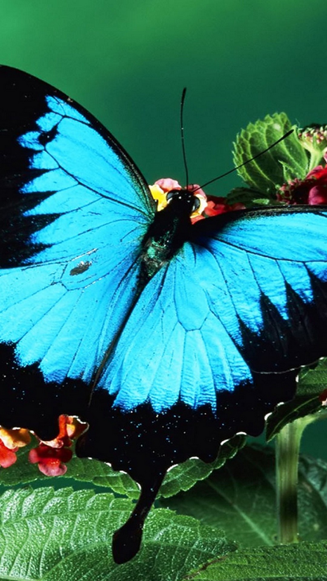 iPhone X Wallpaper Blue Butterfly resolution 1080x1920