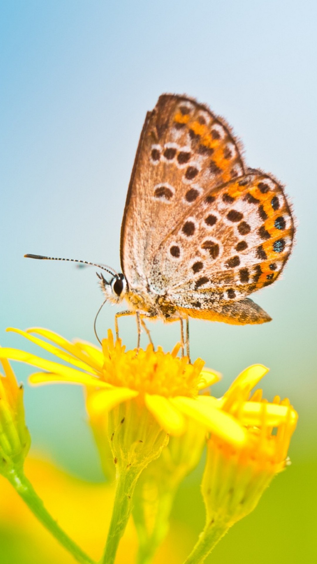 iPhone X Wallpaper Butterfly with HD Resolution 1080X1920