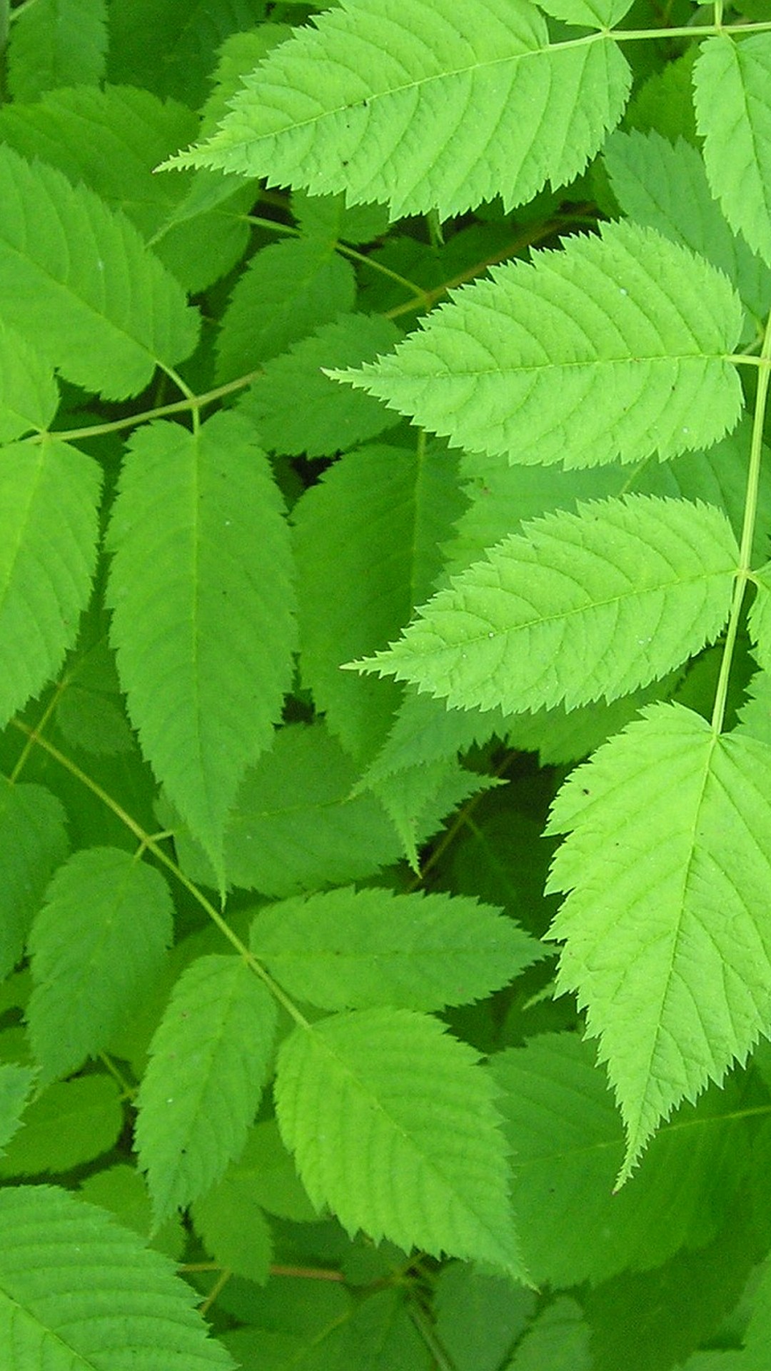 White Wallpaper Green Leaves - Green Wallpaper