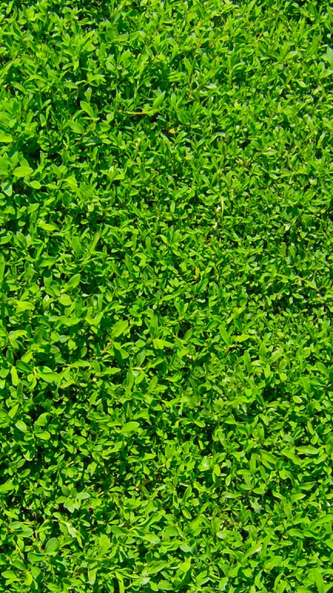 iPhone Wallpaper Nature Green with image resolution 1080x1920 pixel. You can make this wallpaper for your iPhone 5, 6, 7, 8, X backgrounds, Mobile Screensaver, or iPad Lock Screen