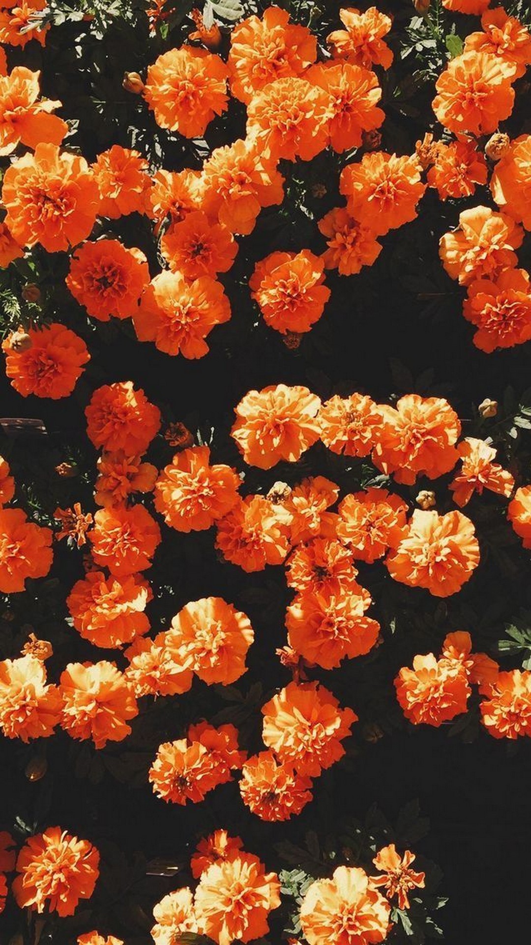 Orange Aesthetic Wallpaper iPhone HD With high-resolution 1080X1920 pixel. You can use this wallpaper for your iPhone 5, 6, 7, 8, X, XS, XR backgrounds, Mobile Screensaver, or iPad Lock Screen